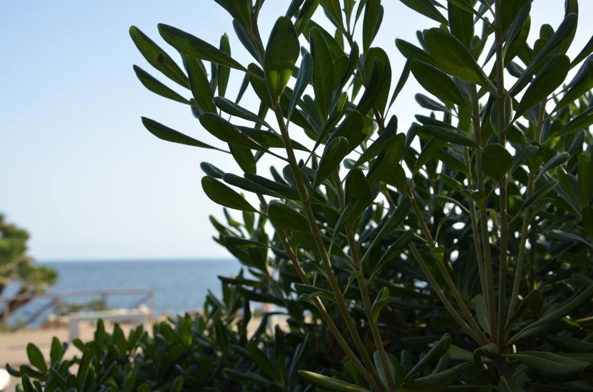 Fantastic Sardinia Villette Con Giardino Fronte Mare Fertilia Faho-Gav01-Gav02 Exterior foto